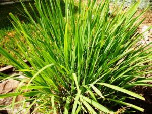 lemongrass for mosquitoes 