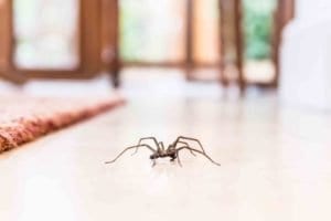 spider in home killingsworth