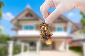 cockroach being held in front of house