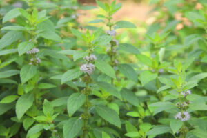 pennyroyal for mosquitoes