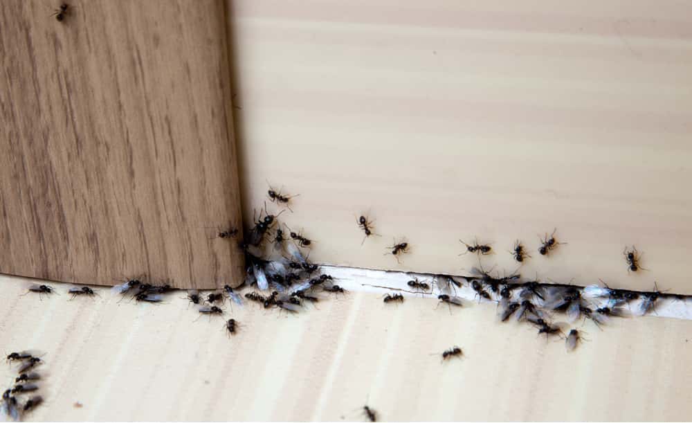 killingsworth-ant-invasion.jpg