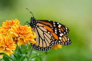 attract butterfly in garden