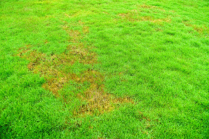 Lawn Disease Solutions From Killingsworth