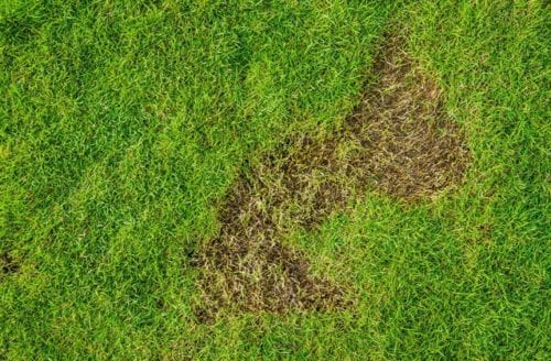 Patch-in-Grass-Killingsworth-Environmental-e1536872410398.jpg