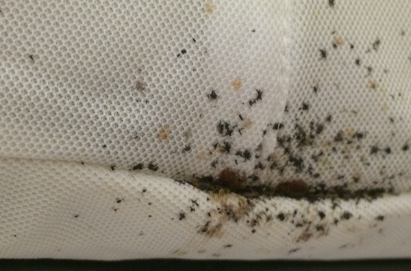 What Does Bed Bugs Staining Look Like Charlotte Nc