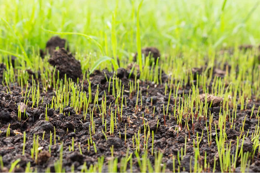 lawn treatments pre emergent