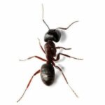 Ant