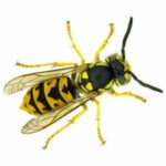 Wasps