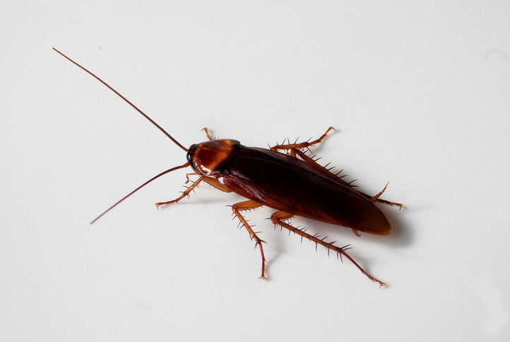 American cockroach macro.