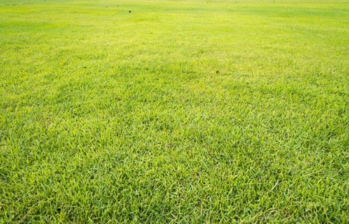 best-lawn-care-killingsworth-environmental-charlotte