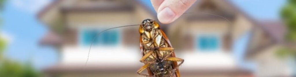 cockroach pest control killingsworth environmental charlotte nc