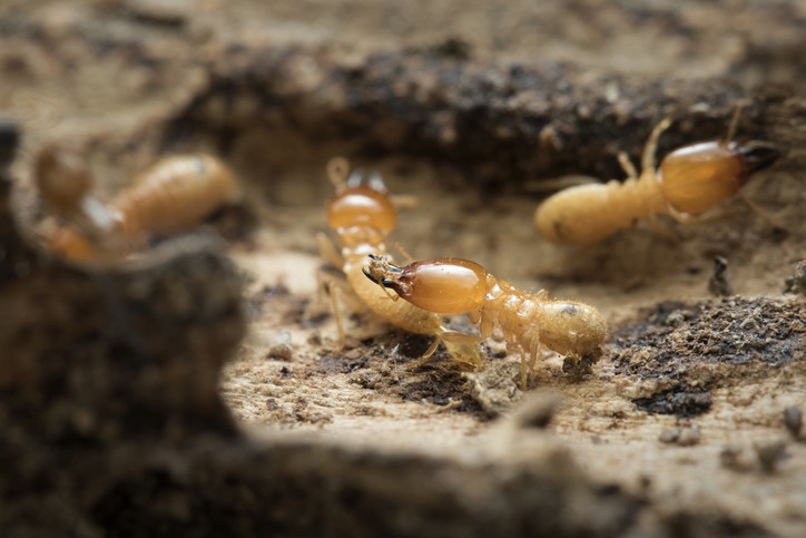 Termite