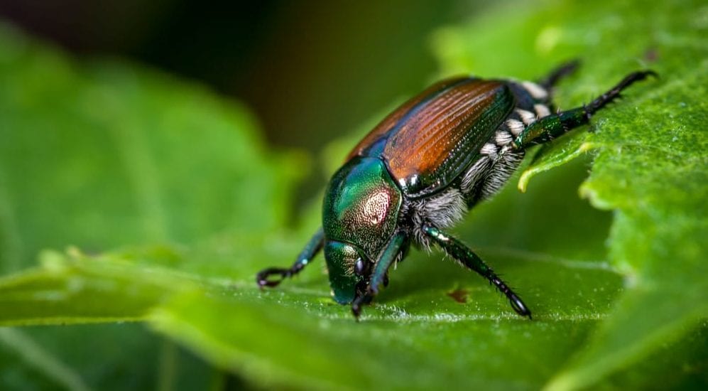 killingsworth-environmental-5-tips-tricks-japanese-beetle