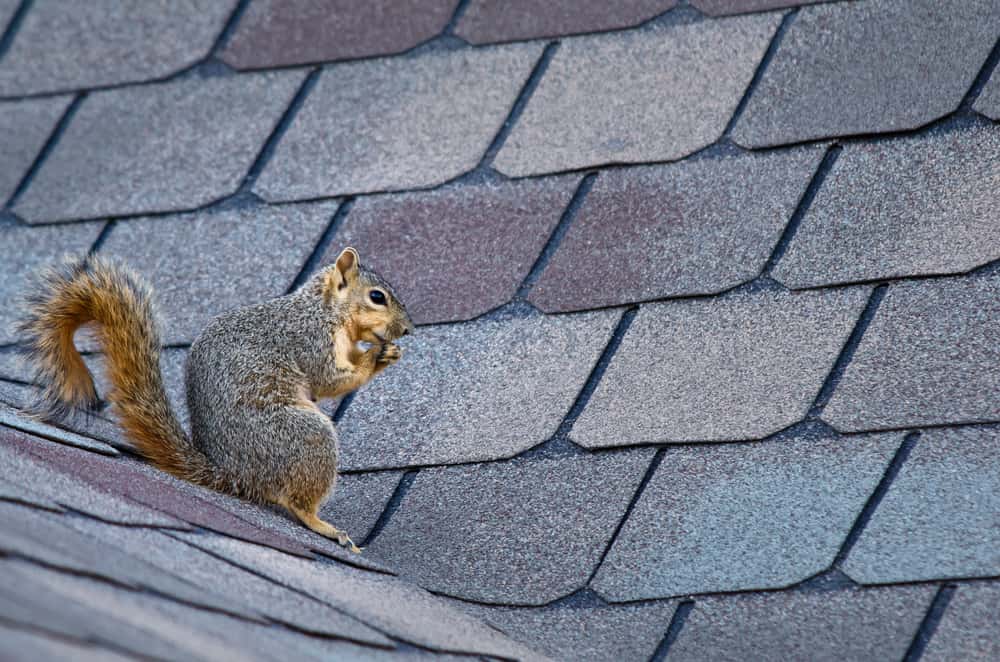 killingsworth-environmental-5-ways-homeowners-keep-squirrels-away