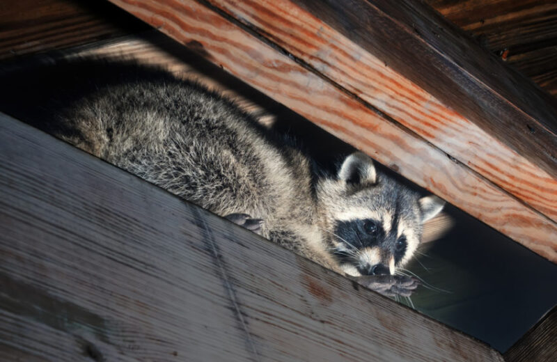 killingsworth-environmental-animals-in-your-attic