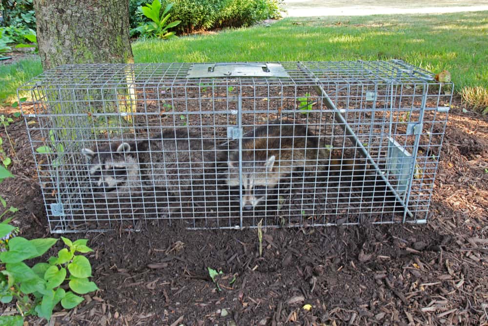 killingsworth-environmental-diy-home-wildlife-removal-dead-or-alive