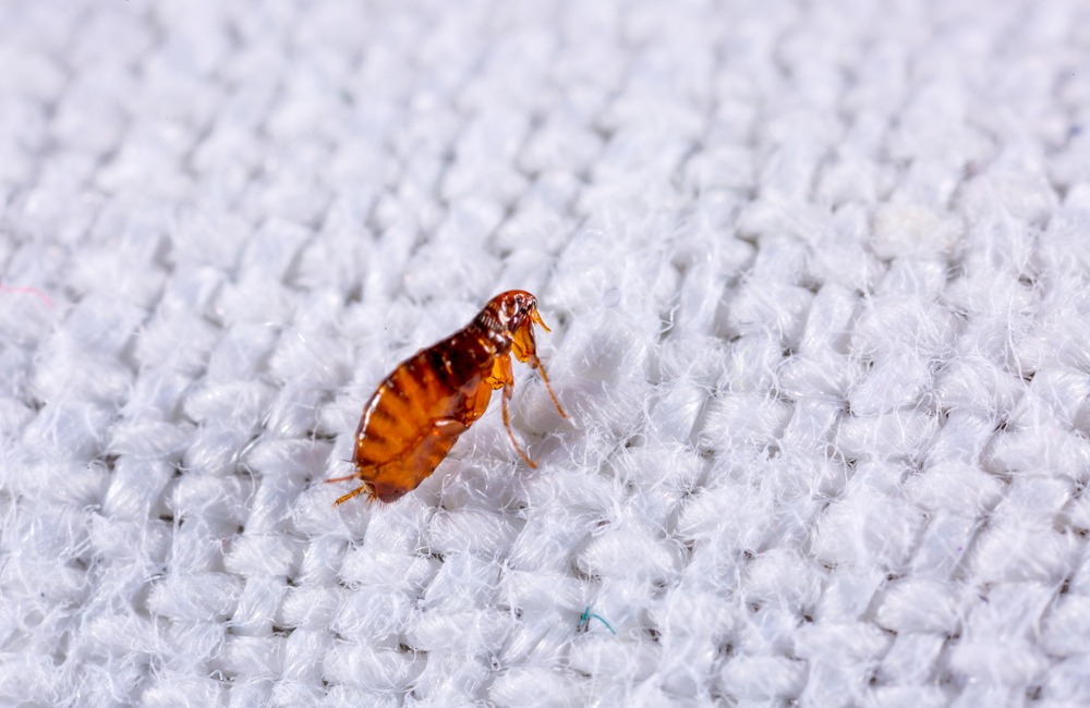 killingsworth-environmental-how-to-treat-fleas-in-your-home