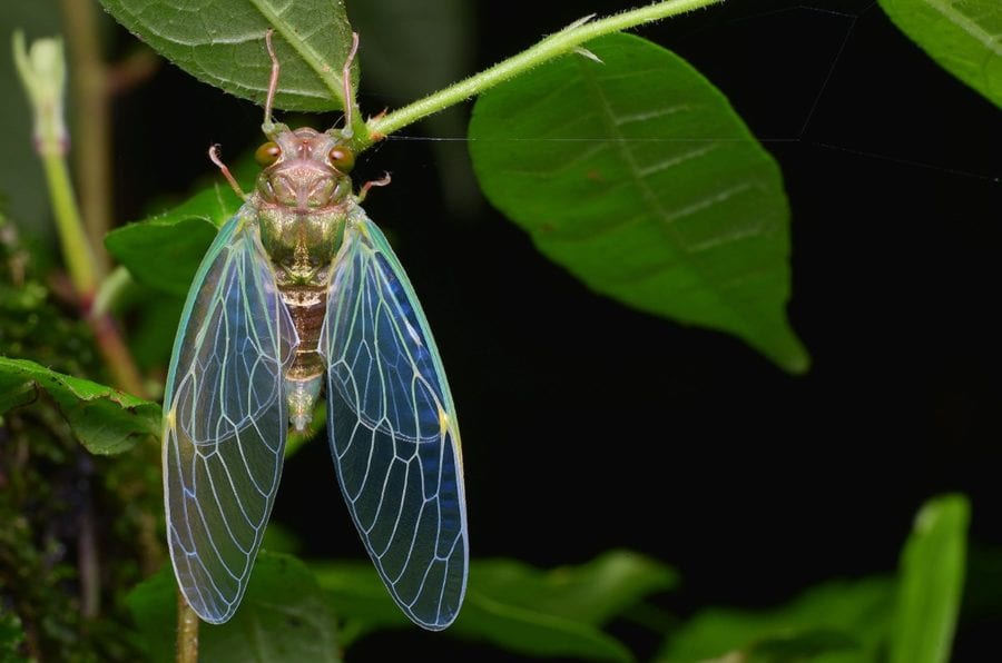 killingsworth environmental insects