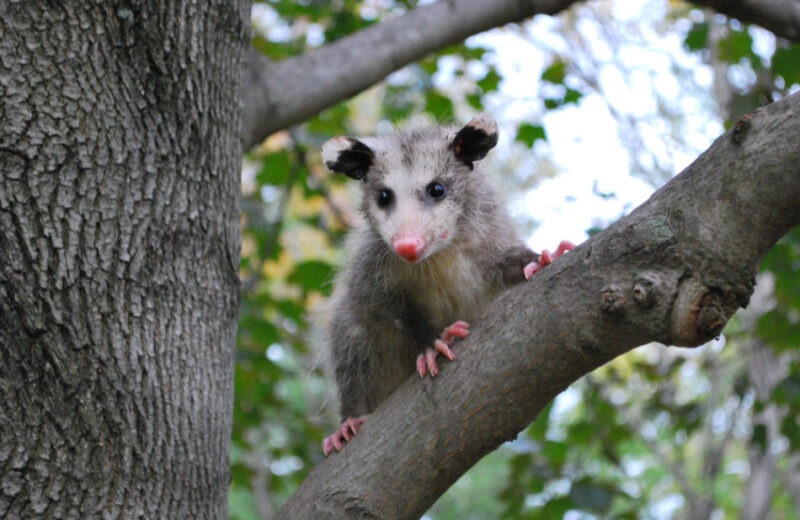 killingsworth-environmental-what-to-know-about-opposums