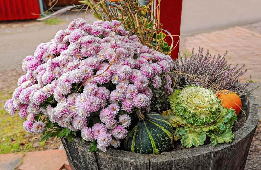 killingsworth-fall-container-garden