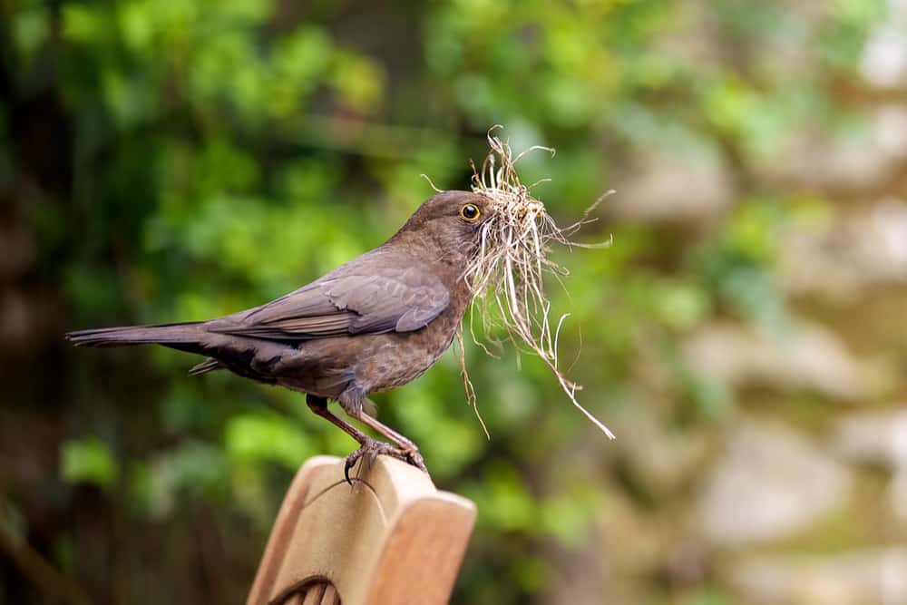 killingsworth-guide-to-bird-deterrence