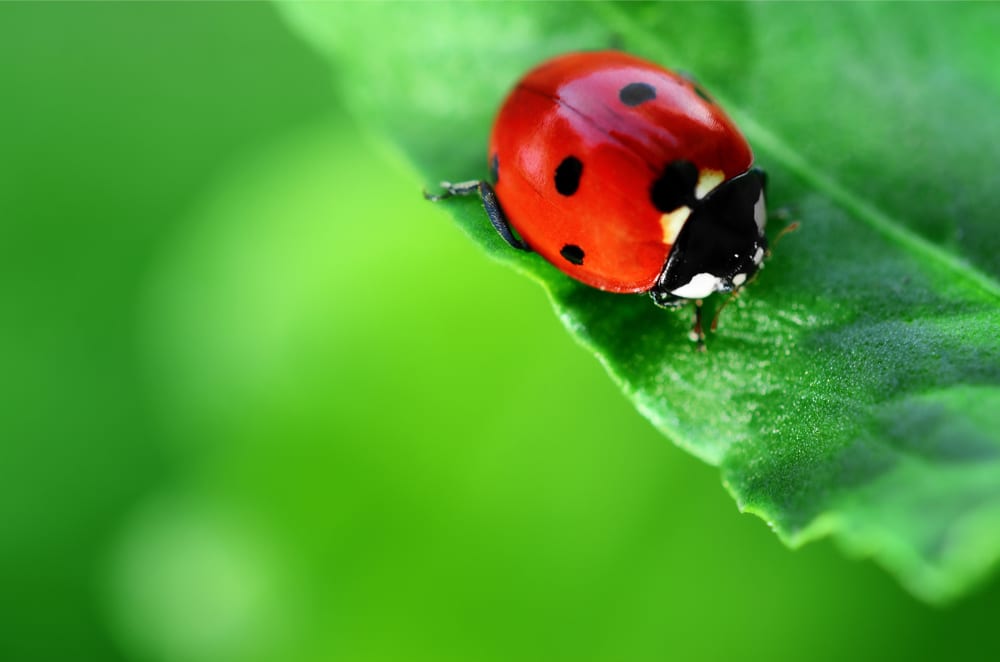 killingsworth-lady-bug