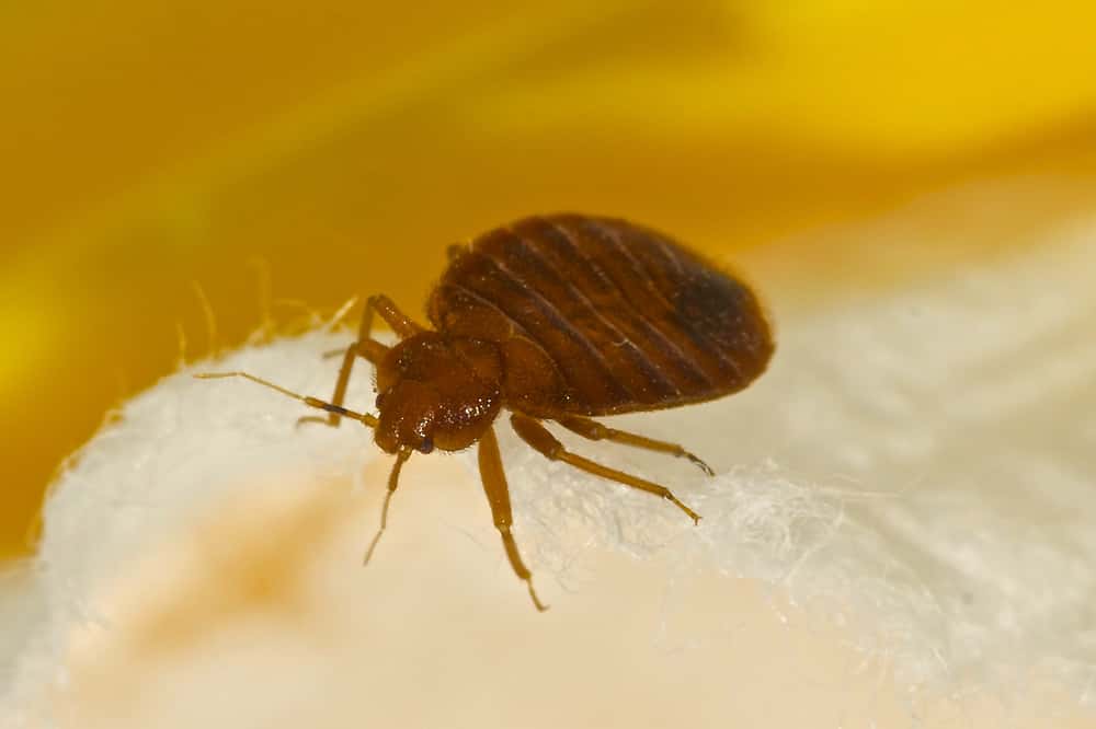 killingsworth-natural-remedies-eliminate-bed-bugs