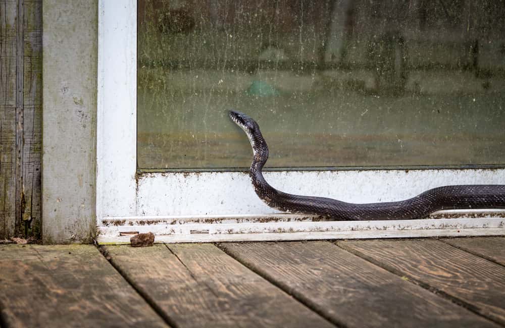 killingsworth-snake-in-home