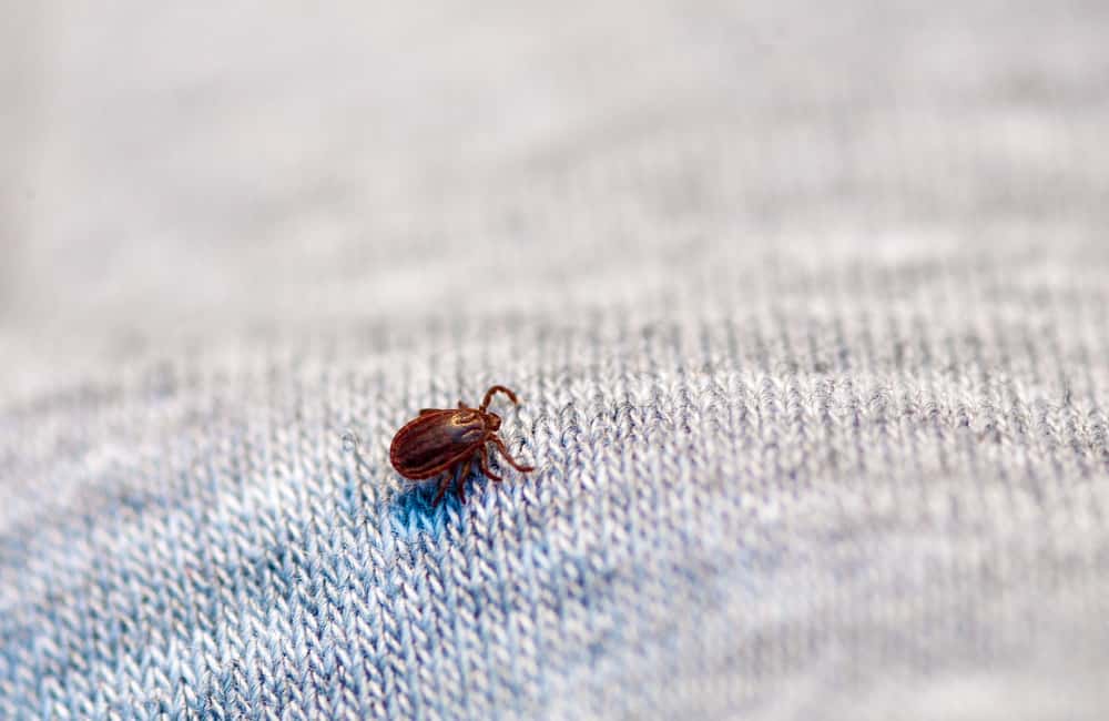 killingsworth-ticks-4-other-pests