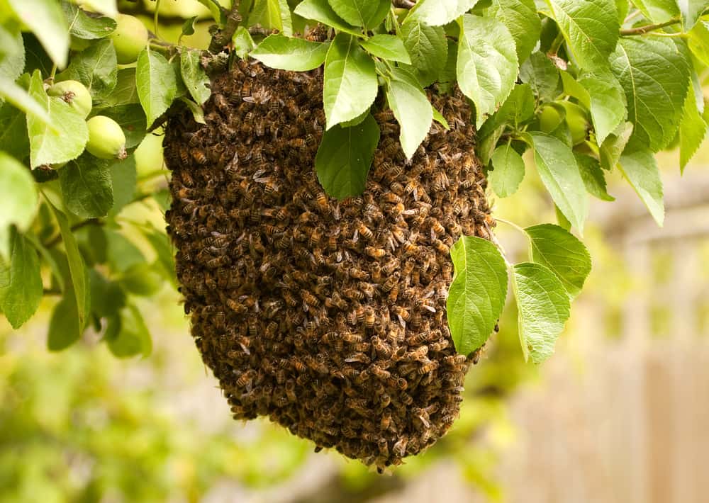 killingsworth-what-to-do-abouot-honey-bee-swarm