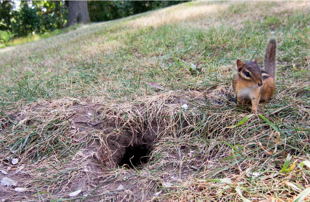 killingsworth-whats-causing-holes-in-my-lawn