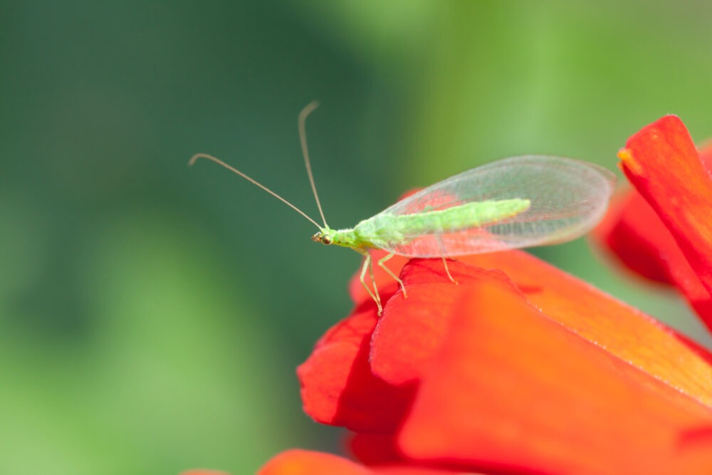 Green lacewing