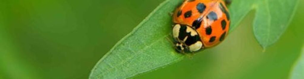 ladybug