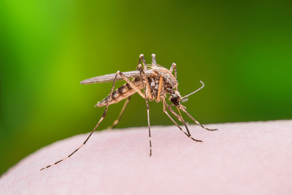 mosquito-control-charlotte-nc