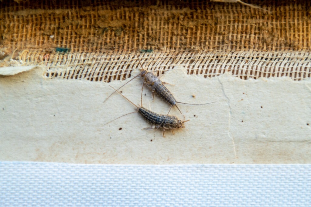 Silverfish,Thermobia,Near,The,Binding,Of,An,Old,Book.,Insect