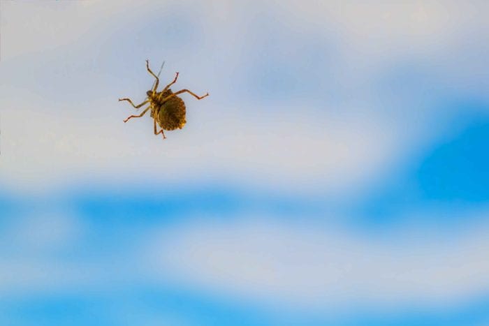 stink bug in home killingsworth environmental