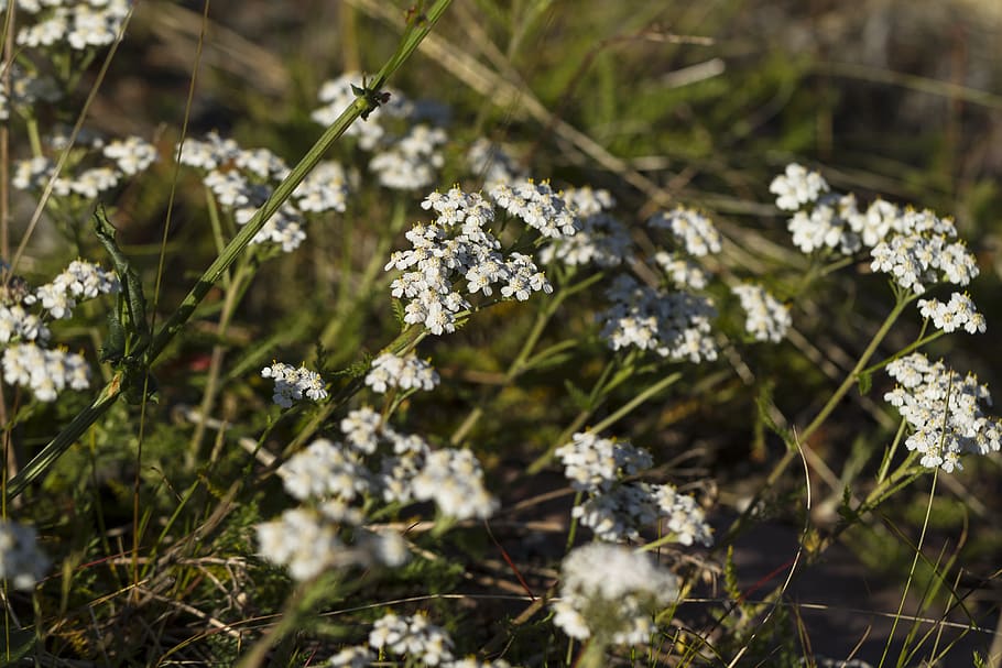 yarrow