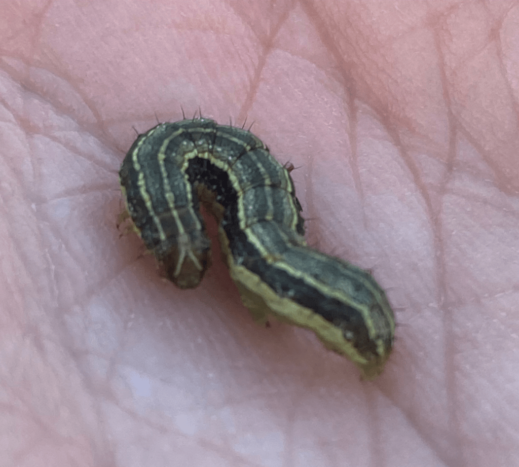 Armyworms in the Carolinas