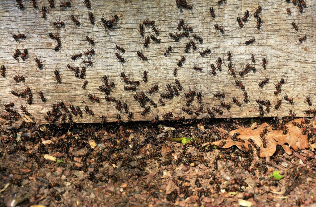 Carolina Ant Swarm